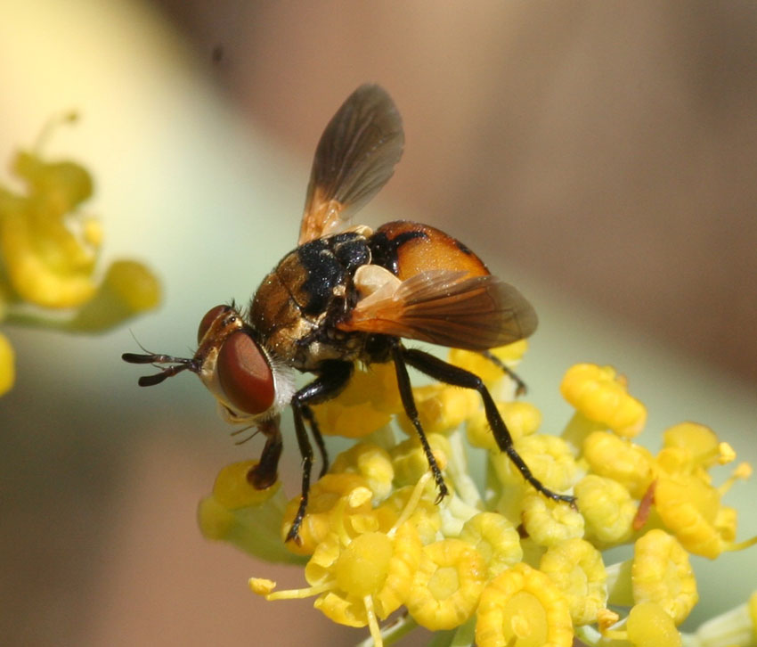 Gymnosoma rungsi (Tachinidae)